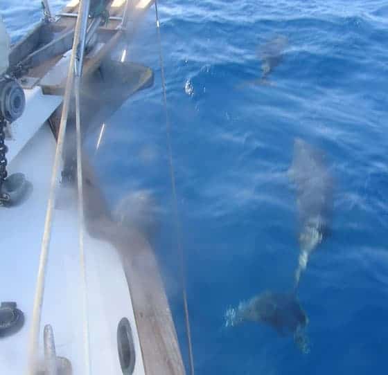 Tips for taking better photos of your cruising fun! Simple things that will have a big impact.