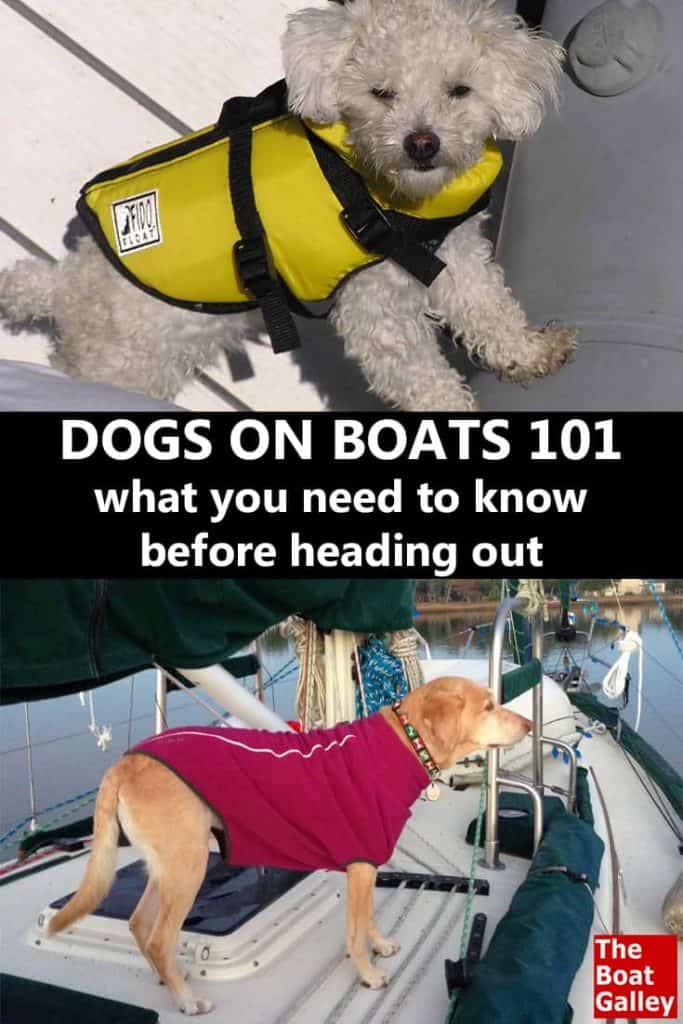 Thinking of cruising with a dog? Here's what you need to know before moving a dog onto your boat.