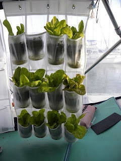 Garden on a boat in a hanging shoe rack