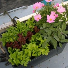 A garden on the back deck of a boat
